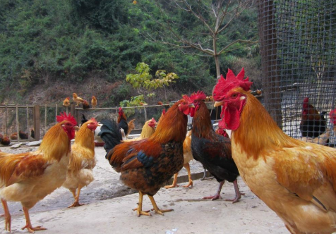 广东佛山正式发布政策性家禽养殖保险方案