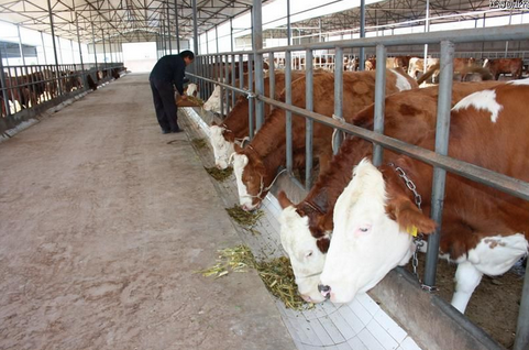 江西余干县：肉牛养殖成农民致富增收新路