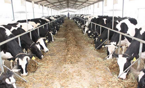 呼伦贝尔争取9050万元资金助推奶牛养殖标准化