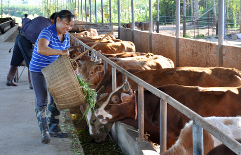 广西环江县大力发展水产畜牧特色产业