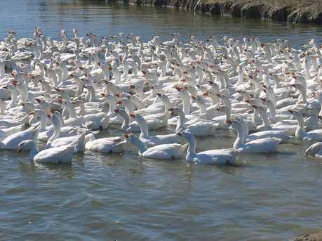 四川宜宾市依托景区打造白鹅产业