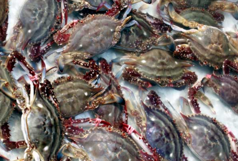 浙江儋州：虾蟹养殖一夜之间损失严重，“不等不靠不要”积极恢复生产