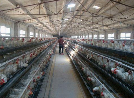 天津建年内将完成108个肉鸡养殖基地建设