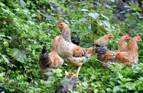 广西大化县：计划养殖七百弄鸡60万只