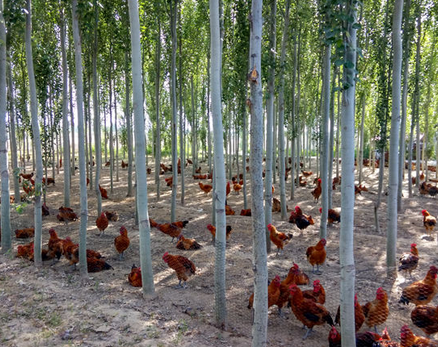 甘肃临泽县：发展林下养殖打造农民致富增收新增长点