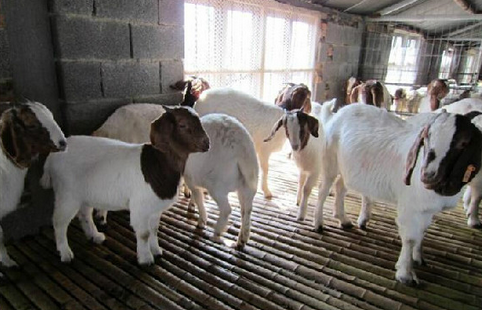 甘肃张掖市甘举办新型肉羊养殖技术培训