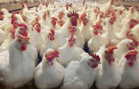 商务部将对美国白羽肉鸡继续征收反补贴税