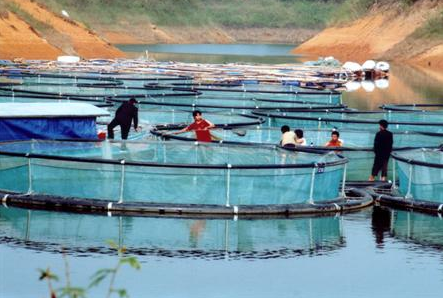 越南水产养殖场被欧盟警告需加强安全标准