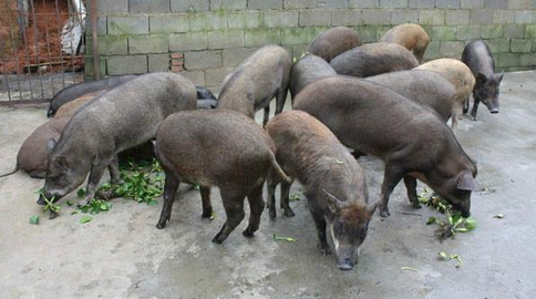 海南昌江：发展特种野猪产业项目，实现脱贫致富