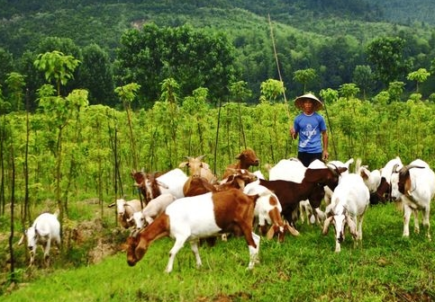 贵州：镇远县大地乡召开生态养羊扶贫项专项培训会