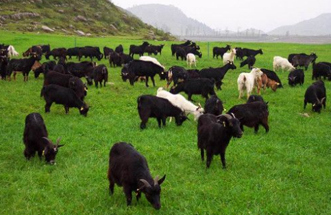 辽宁省2017年底将建成4个畜牧业绿色发展示范县