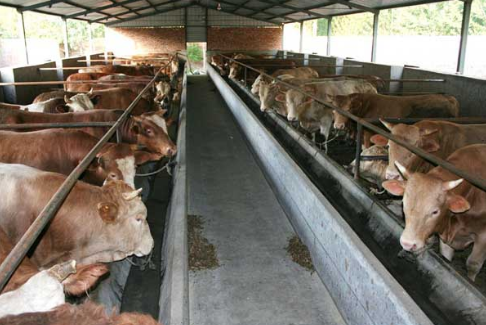 2016年肉牛养殖补贴政策