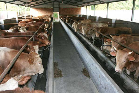 新疆兵团二十七团2000头肉牛养殖基地项目加紧施工
