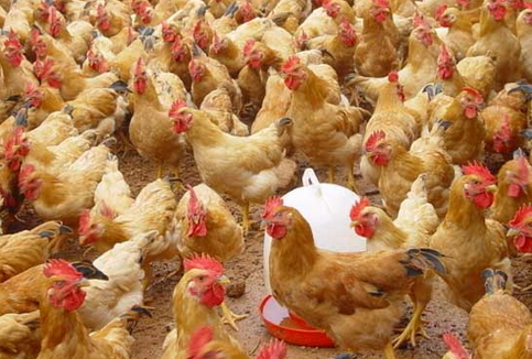 2016年养鸡赚钱吗？