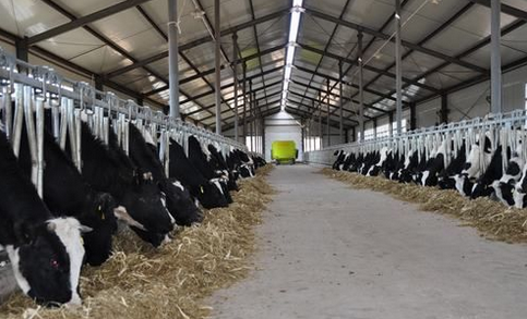 甘肃省引导奶牛养殖向标准化转变，取得长足发展