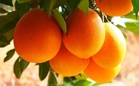 广西富川：脐橙成为瑶乡农民增收致富“黄金产业”