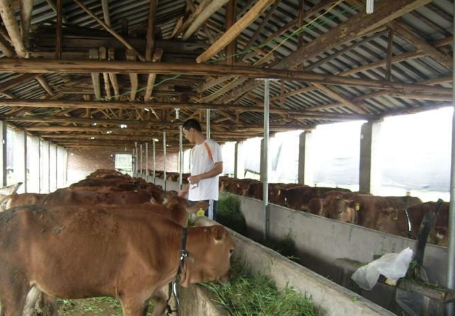 湖北孝昌县：村民认准肉牛养殖业，开启“致富模式”