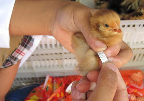 湖南资兴2016年8月下旬开展种畜禽生产经营专项整治活动