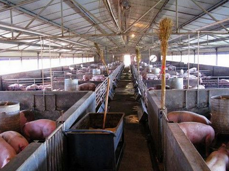 河南正阳县将于2016年底关闭清养223个禁养区畜禽养殖场