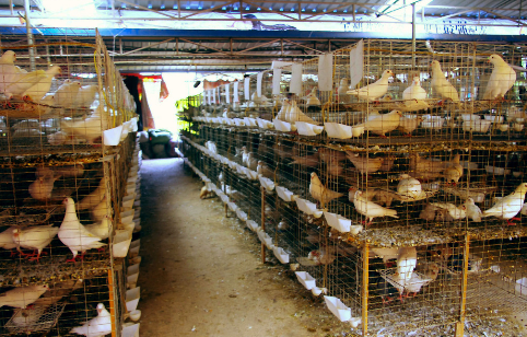 2016年肉鸽养殖前景