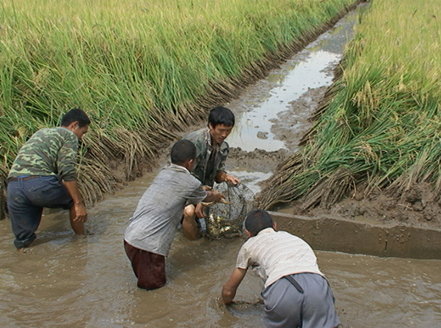 香格里拉瓦刷村民学习养稻花鱼，每户增收1500元