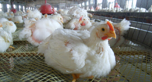 2016年养殖肉鸡赚钱吗？