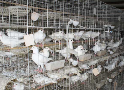 吉林东辽县：农民工漂泊20年返乡创业，肉鸽养殖实现致富梦