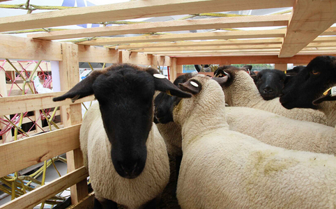 2356只澳洲种羊“空降”内蒙古，改良当地品种