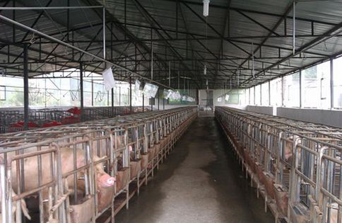 河南南阳：集中开展畜禽养殖污染治理，1175家非法养殖场被查处