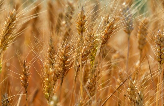 河南“新乡小麦”品牌价值97亿元