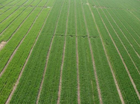山东济宁市全面启动2017年度小麦种植面积核定工作