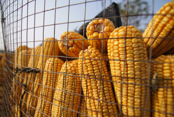 2016年11月份乌克兰出口玉米约达2231600吨