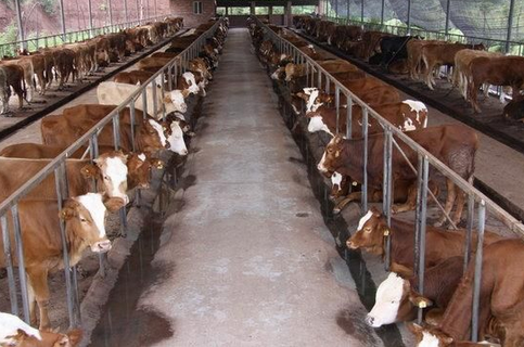 黑龙江绥棱县发展肉牛养殖，加速精准扶贫步伐