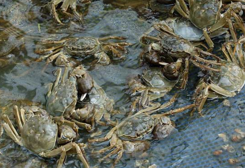 内蒙古乌梁素海首次养殖螃蟹大获丰收