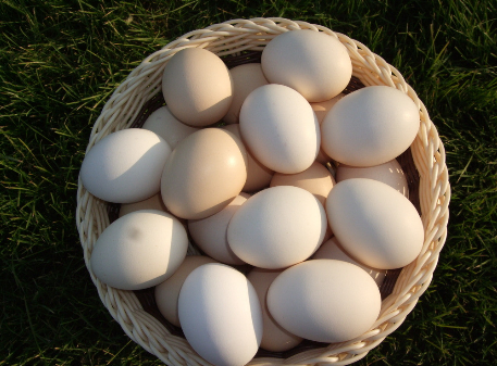 辽宁黑山县小鸡蛋做成大品牌，北京市场每4个鸡蛋就有1个产自黑山