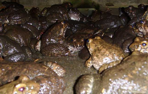 贵州：黔东南州首家灵芝石蛙种养殖基地落户天柱县