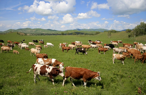 山西忻州：肉牛产业发展进入黄金时代