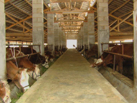 贵江怒溪镇：大力发展肉牛养殖产业，群众致富有奔头