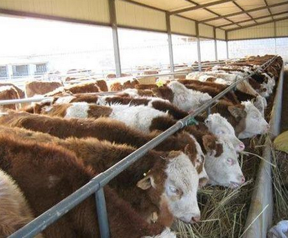 黑龙江兰西县着力打造畜牧强县，奏响现代牧歌