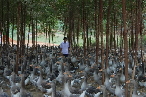 广东汕头：小偷光顾养鹅场，400多只幼鹅只有8只逃过贼手