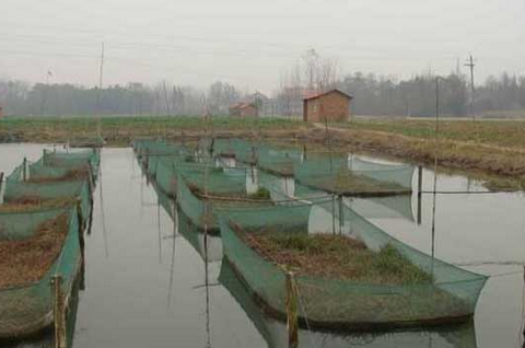 湖北：8800亩黄鳝养殖水面造就出一位亿万富翁