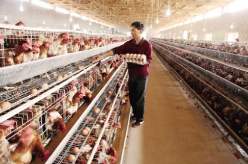 广西柳州：柳南区用千亩蛋鸡养殖示范园打造“借鸡下蛋”扶贫新模式 
