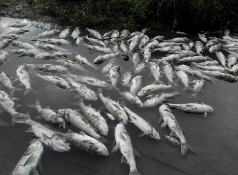 广东：阳江江门两地发生大面积鱼死亡，原因已初步查明