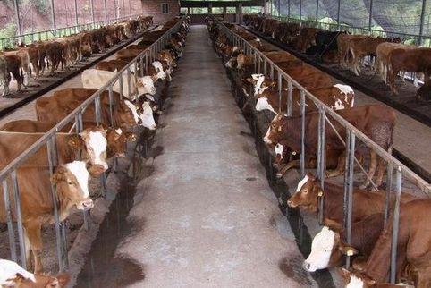 广西大化：肉牛养殖助力农户精准脱贫