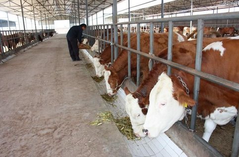 宁夏固原市大力发展肉牛养殖业，家家户户种草养牛