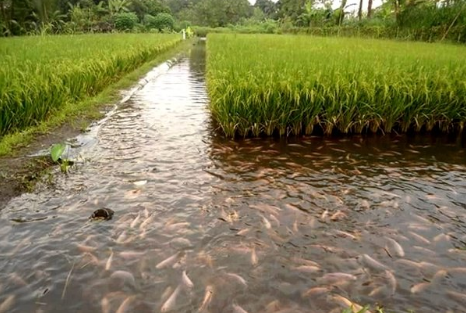 云南古城区稻田养鱼试验示范工作进展顺利