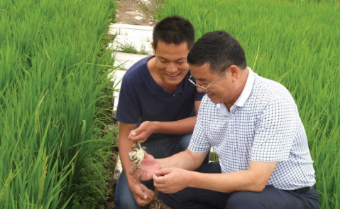 天津武清区上马台镇调整农业产业结构，大力发展稻蟹立体养殖