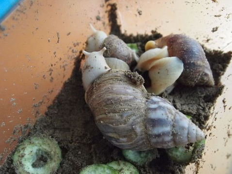 养蜗牛赚钱吗？