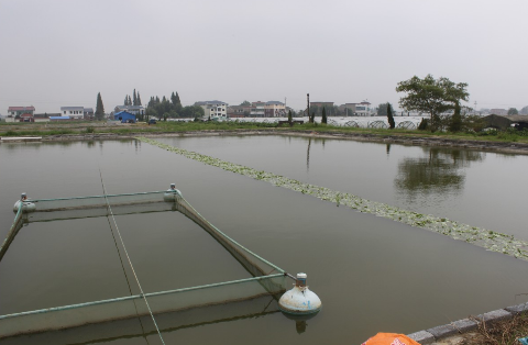 吉林镇赉县渔业健康养殖产业步入新发展阶段
