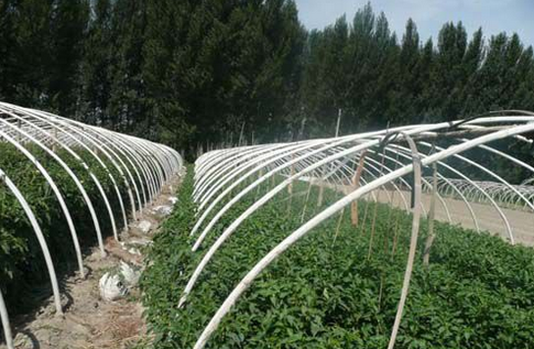 新疆乌鲁木齐加工型蔬菜标准化示范区项目通过验收